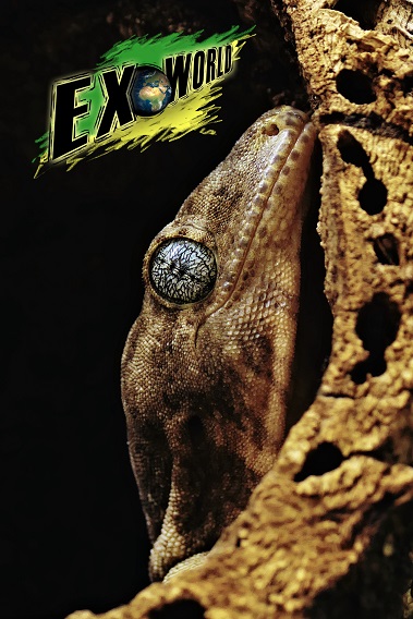 gehyra1