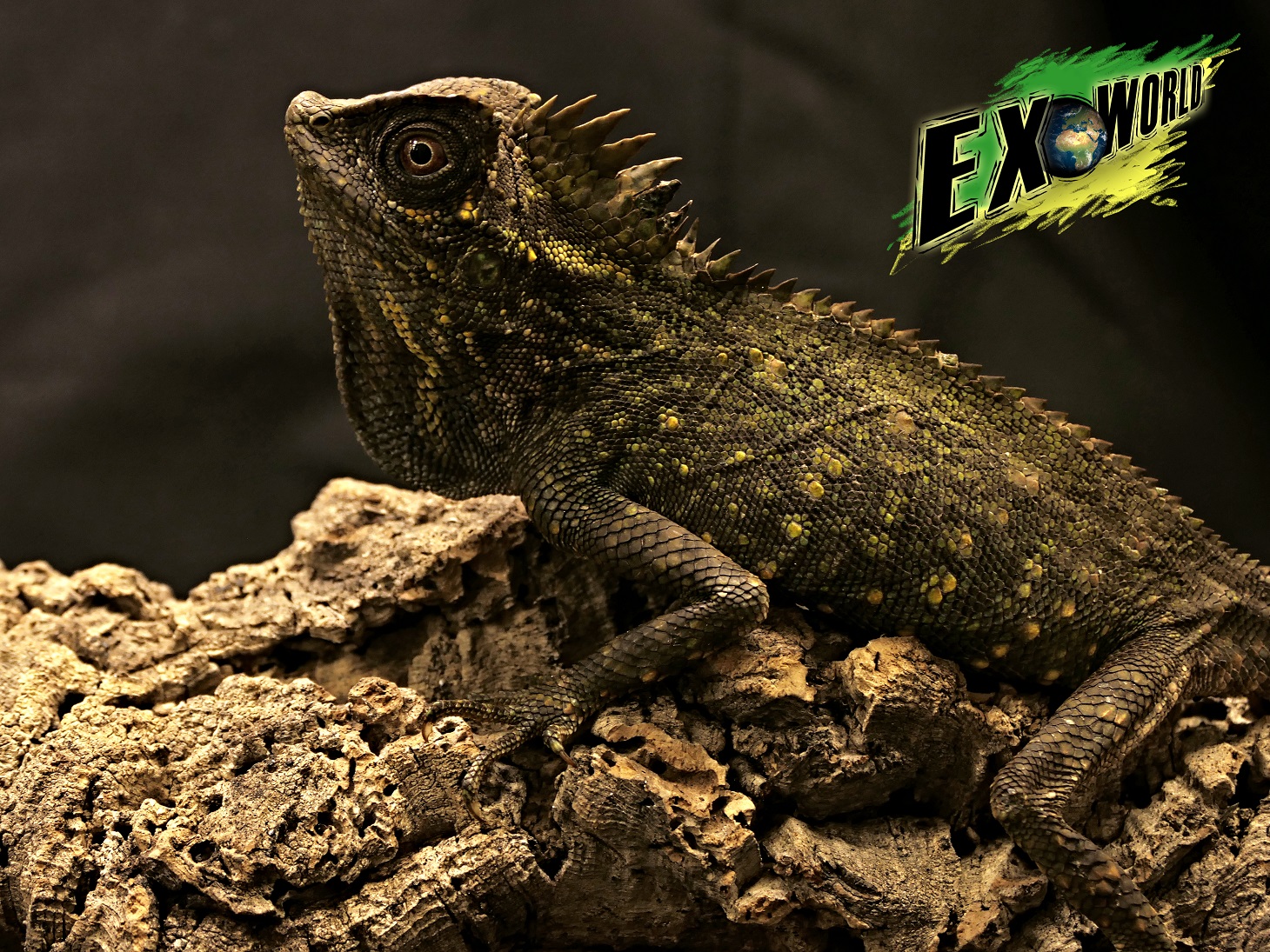 Gonocephalus1