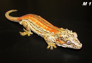 img_6438.jpg