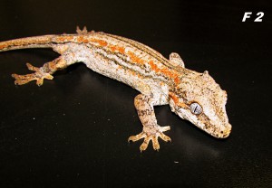 img_6441.jpg