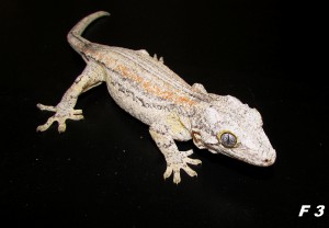img_6447.jpg
