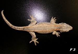 img_6446.jpg