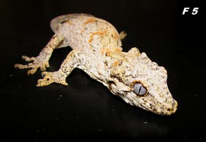 img_6457.jpg