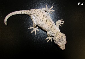 img_6456.jpg