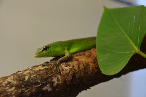 dsc_0347.jpg