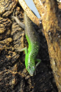dsc_0370.jpg