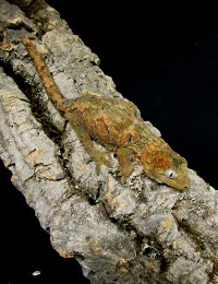 img_8954.jpg