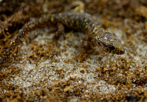 dsc_0272.jpg