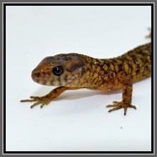 dsc_1227.jpg