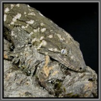 img_8833.jpg